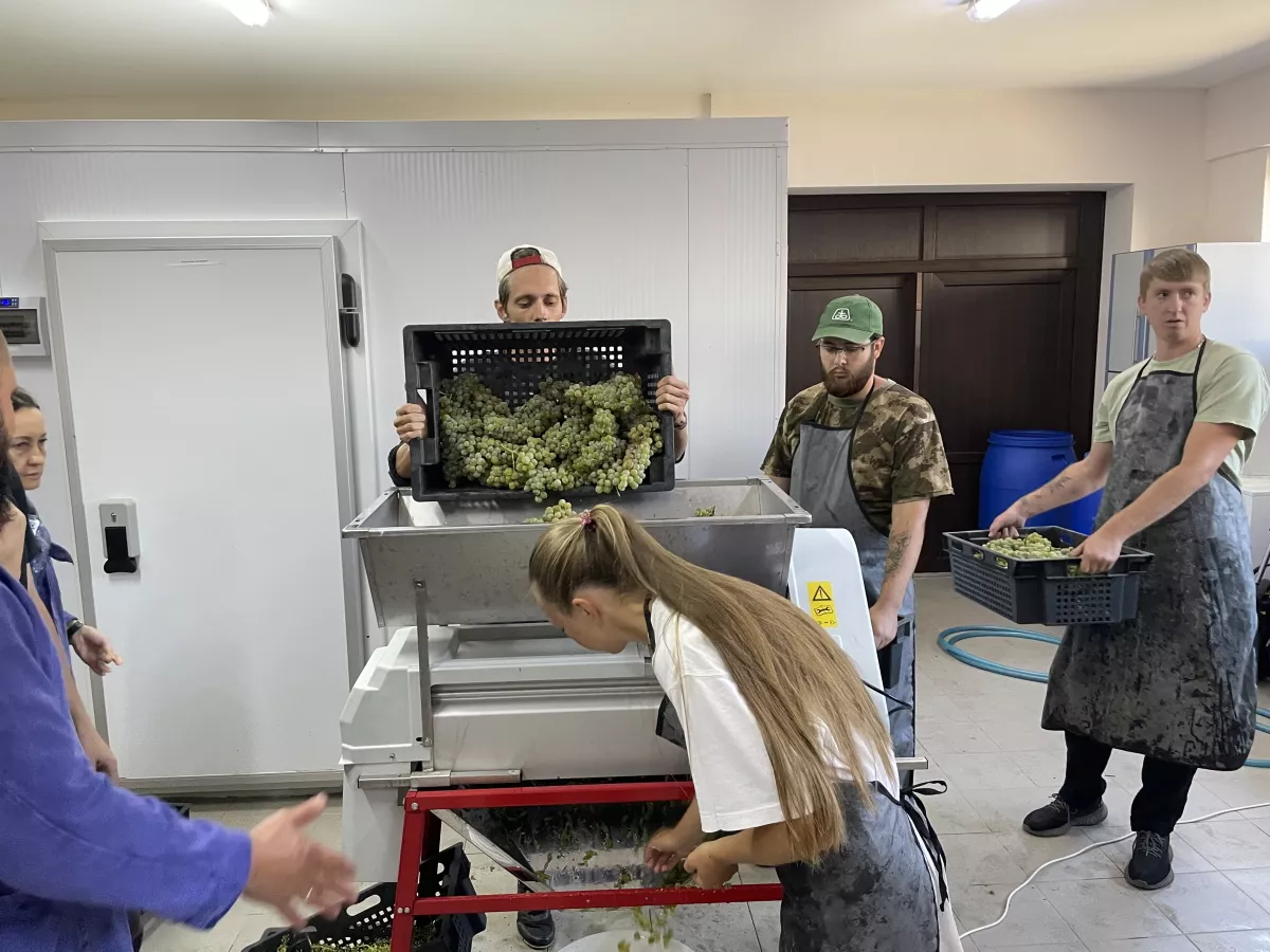 переработка винограда
