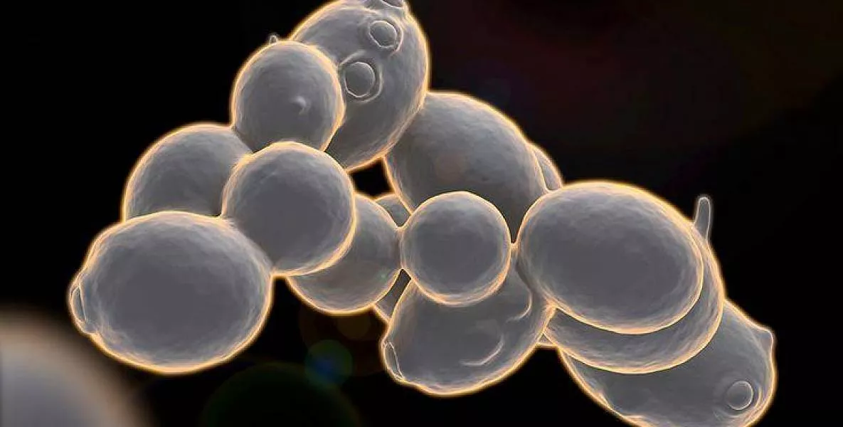 Использование дрожжей non-Saccharomyces для управления кислотностью вин
